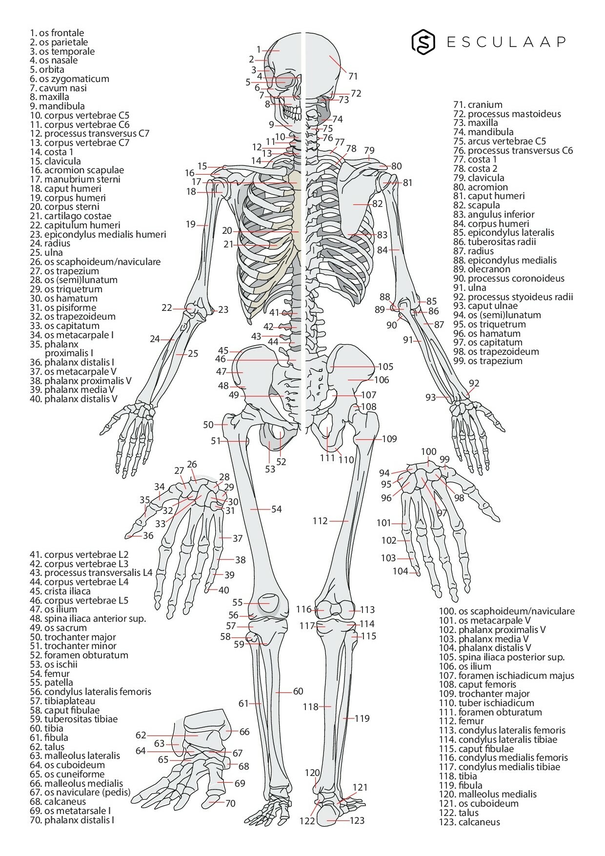 Voorbeeld van pagina 1 van Anatomie